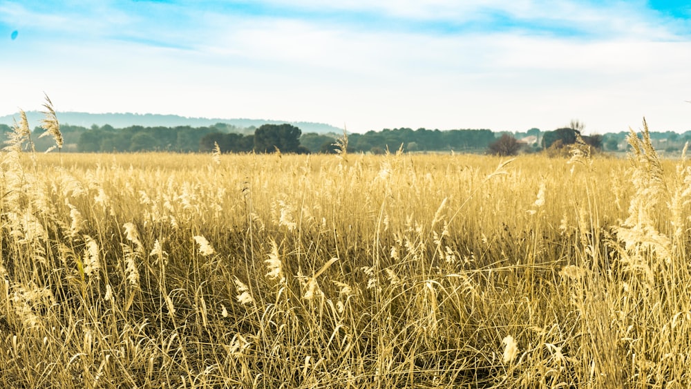 campo di erba marrone sotto il cielo blu durante il giorno