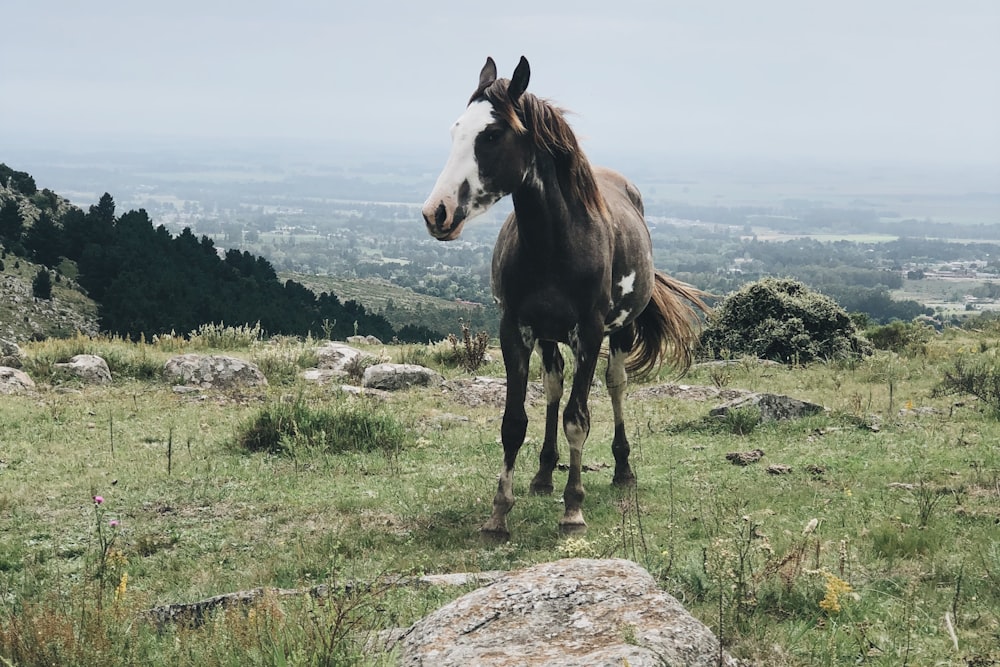 cavalo marrom e branco no campo de grama verde durante o dia