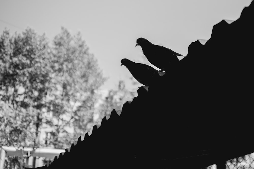 grayscale photo of bird flying