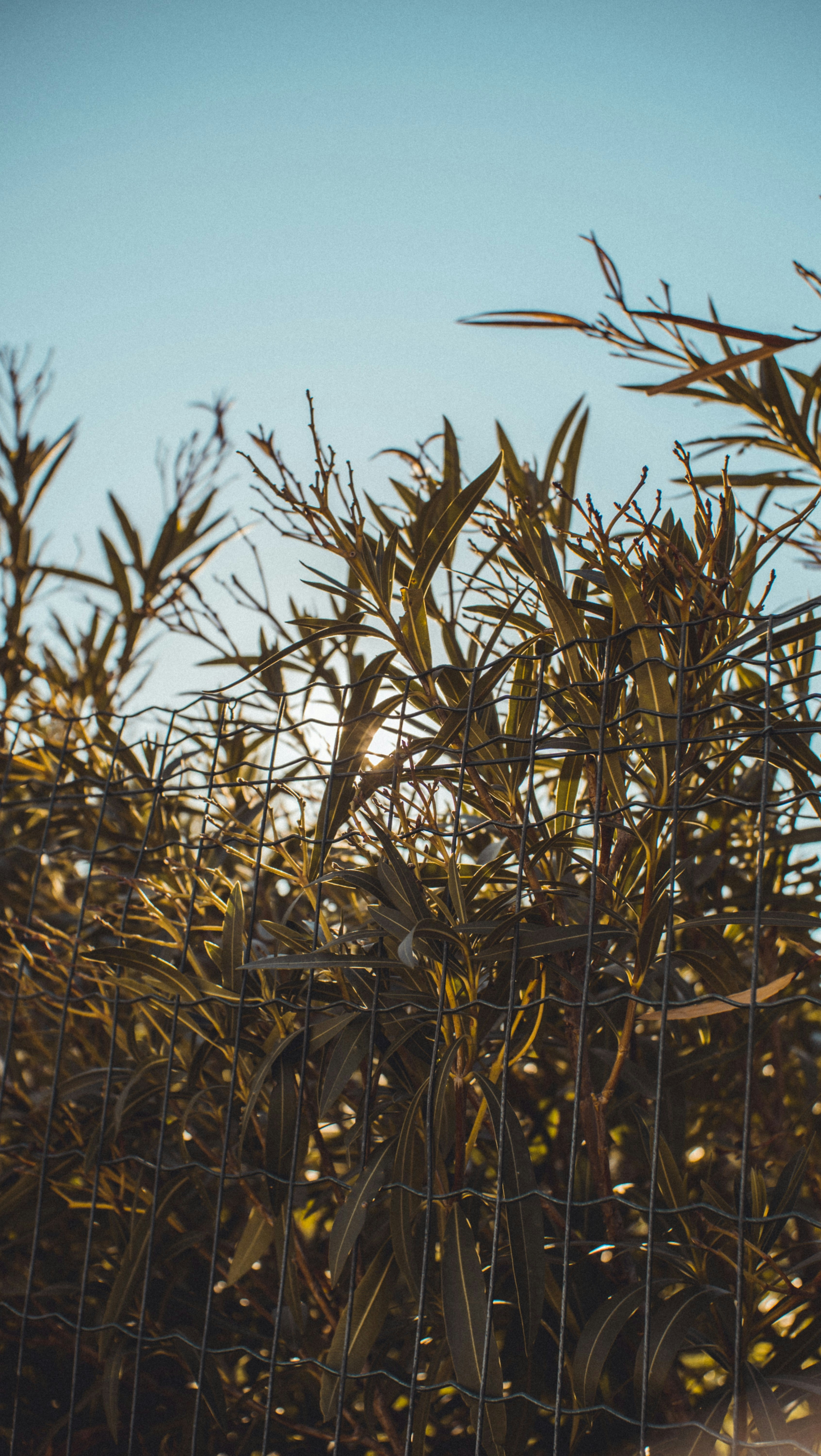green wheat field during daytime