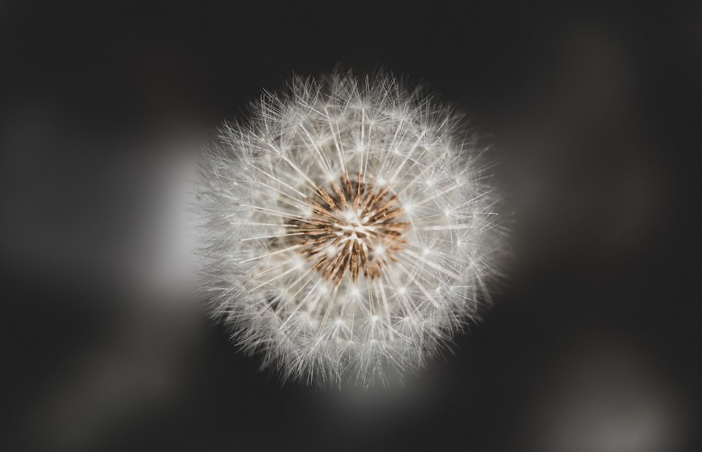 white dandelion in close up photography