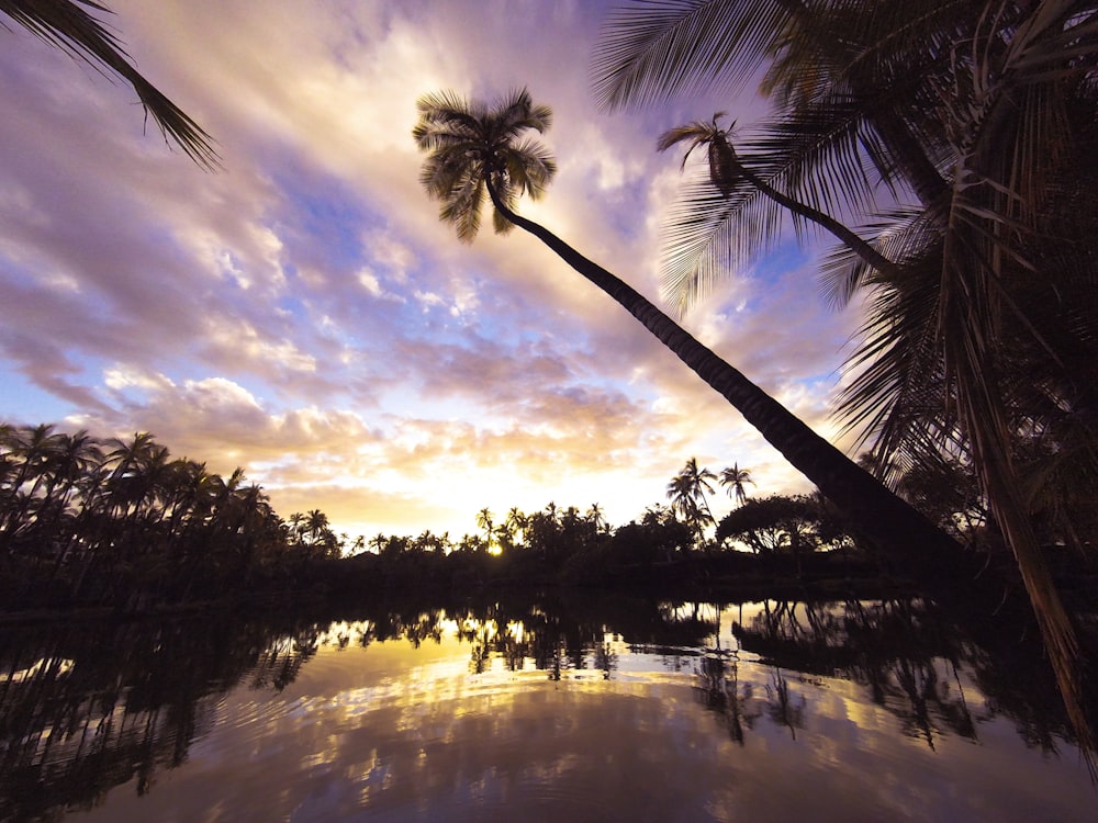 silhouette of palm trees near body of water during sunset