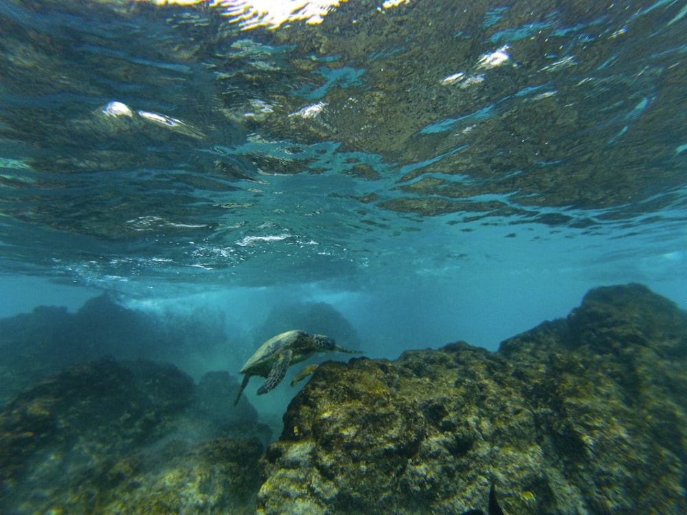 gray and white mountains under water