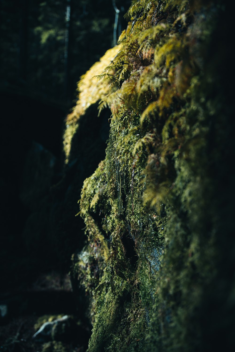 green moss on brown rock