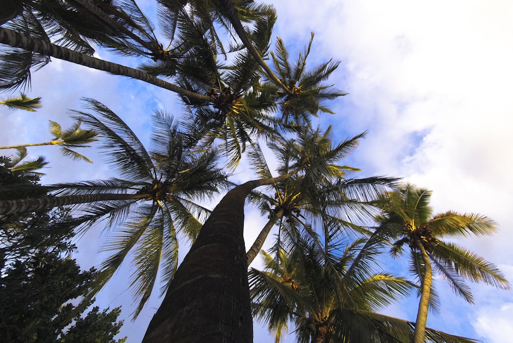 low angle photography of palm tree under white clouds during daytime