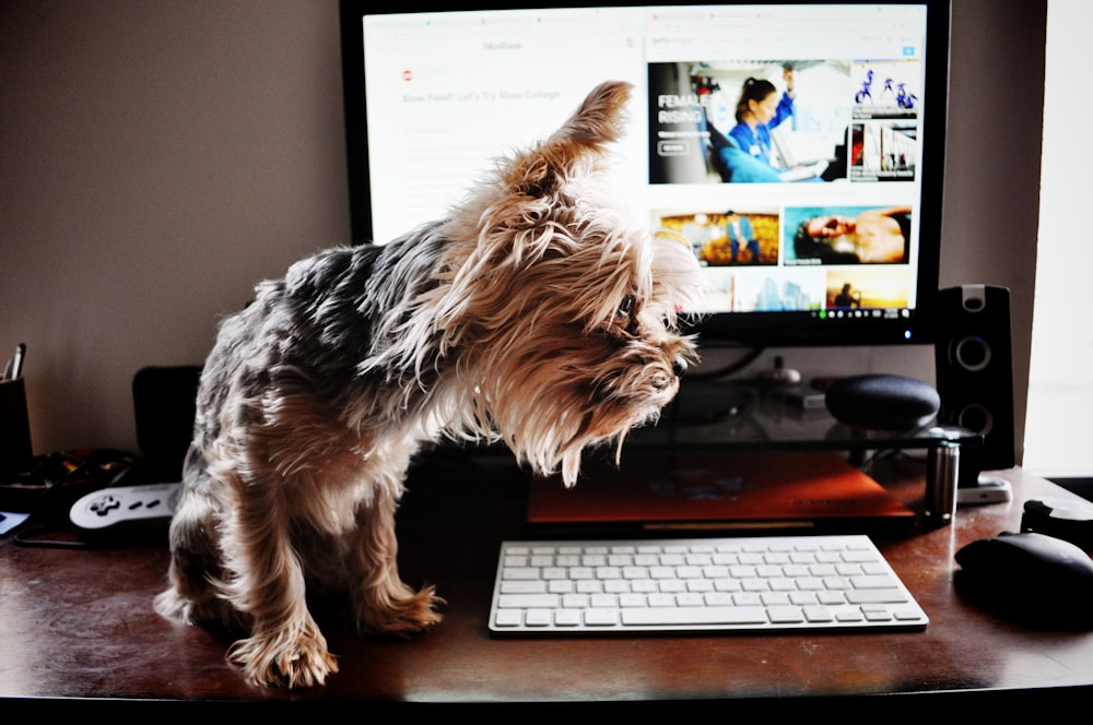 brown and black yorkshire terrier on black computer keyboard