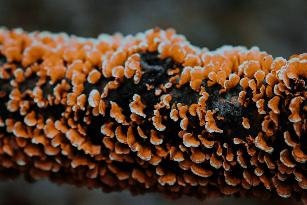 brown and black plant in close up photography