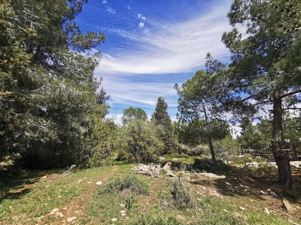 árvores verdes sob o céu azul durante o dia