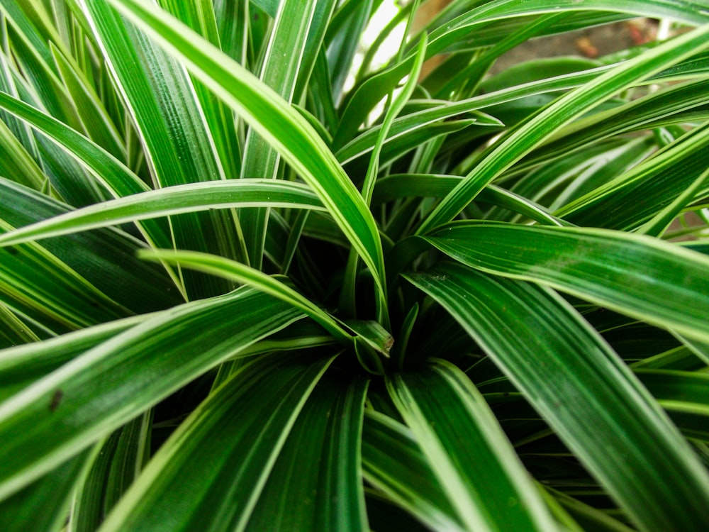 green plant in close up photography