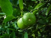 foglie e frutto di kaffir lime