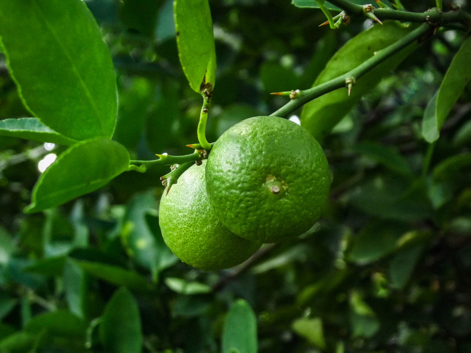 Green limes on the tree