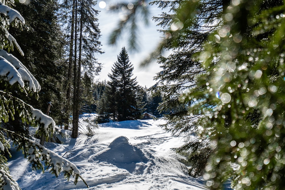 snow covered trees during daytime