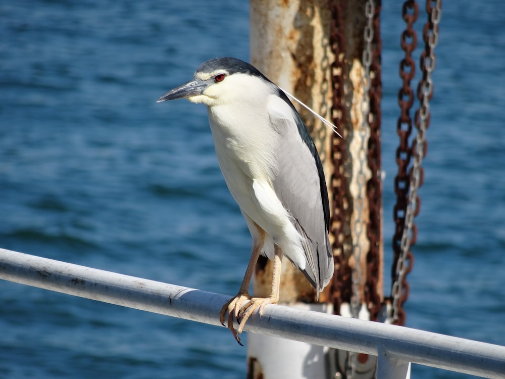 white and black bird on brown wooden fence