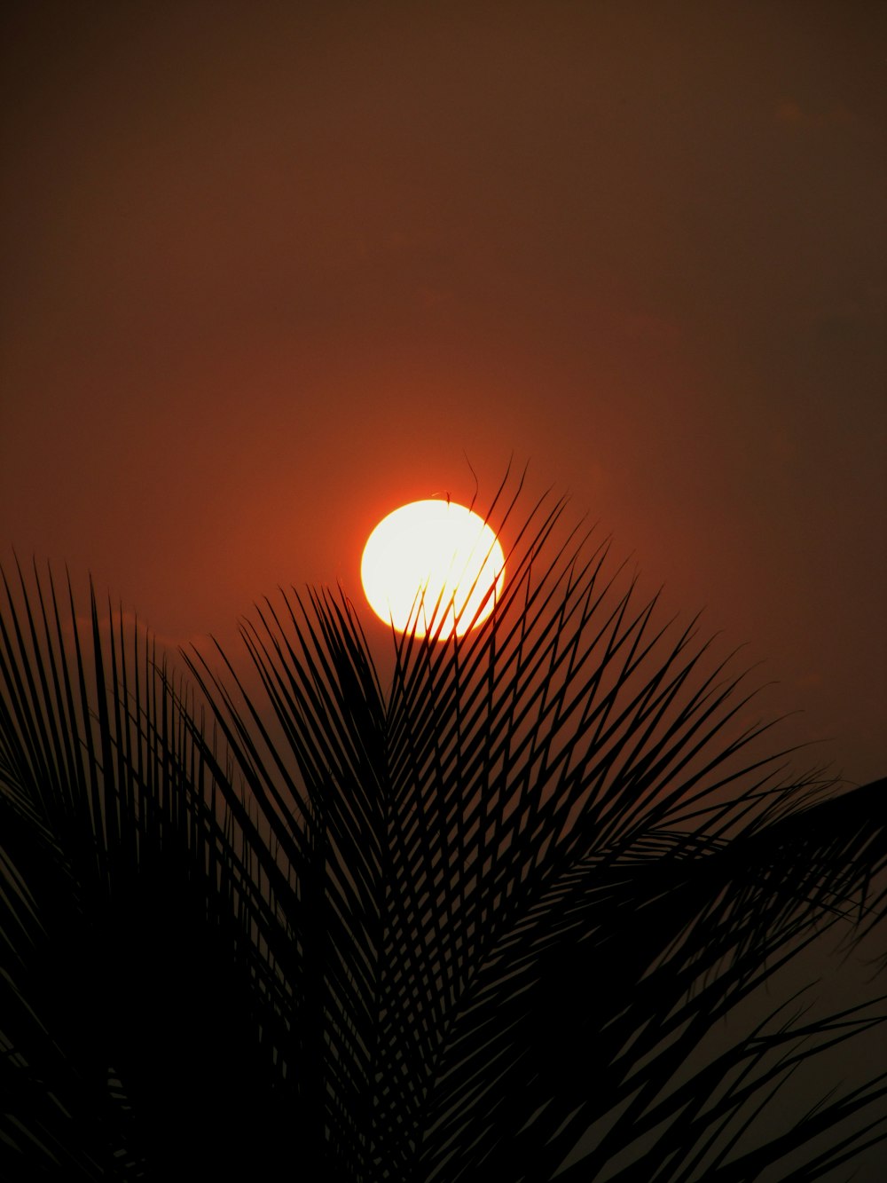 Silueta de hierba durante la puesta del sol