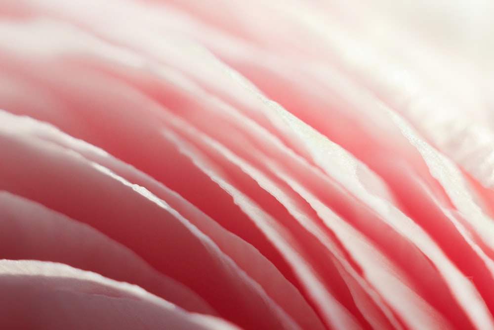 pink and white feather in macro photography