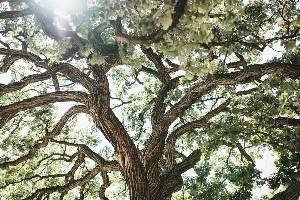 brown tree with green leaves