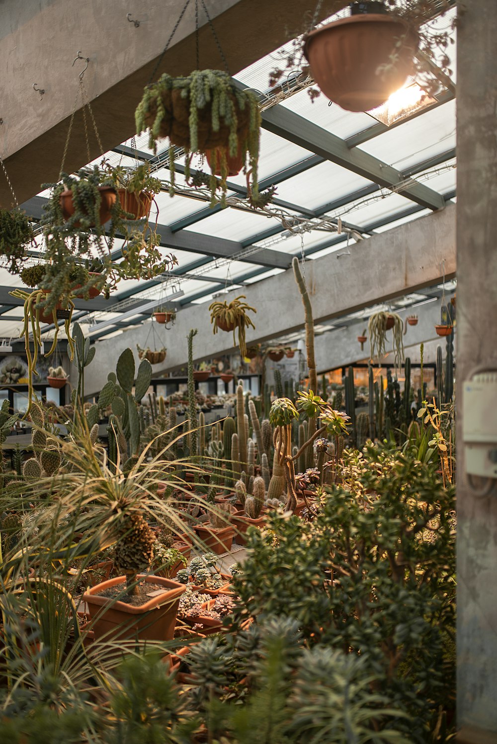 日中の温室内の緑の植物