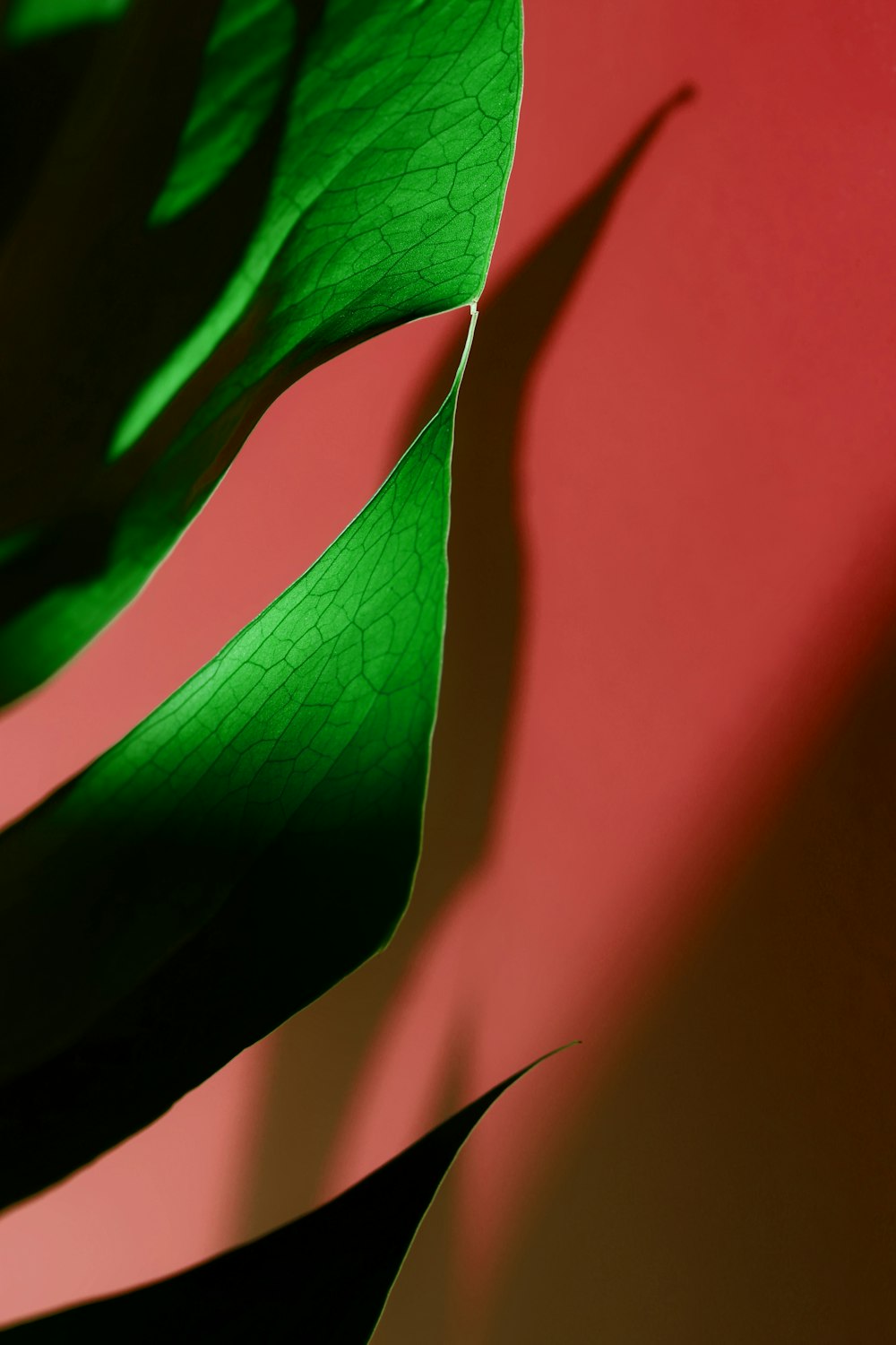 red and green leaf in close up photography