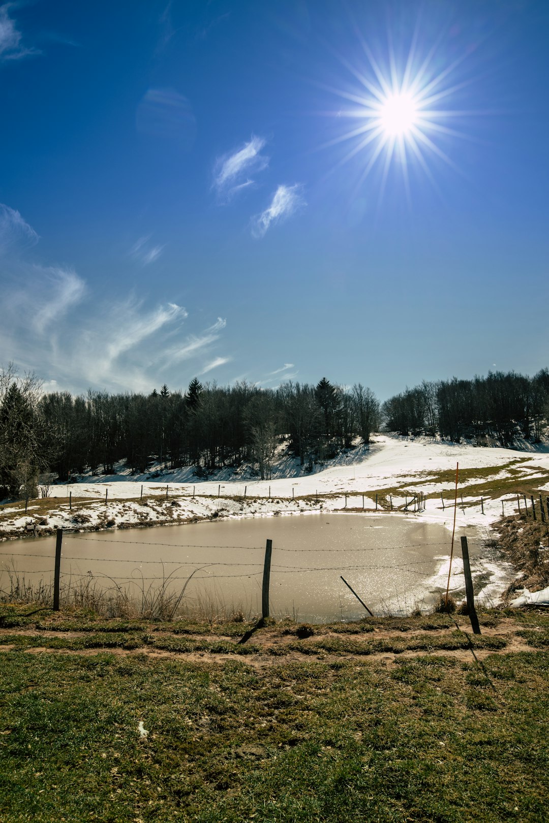 green trees on snow covered ground under blue sky during daytime