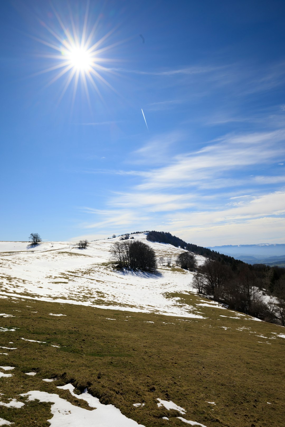 green trees on white snow covered ground under blue sky during daytime