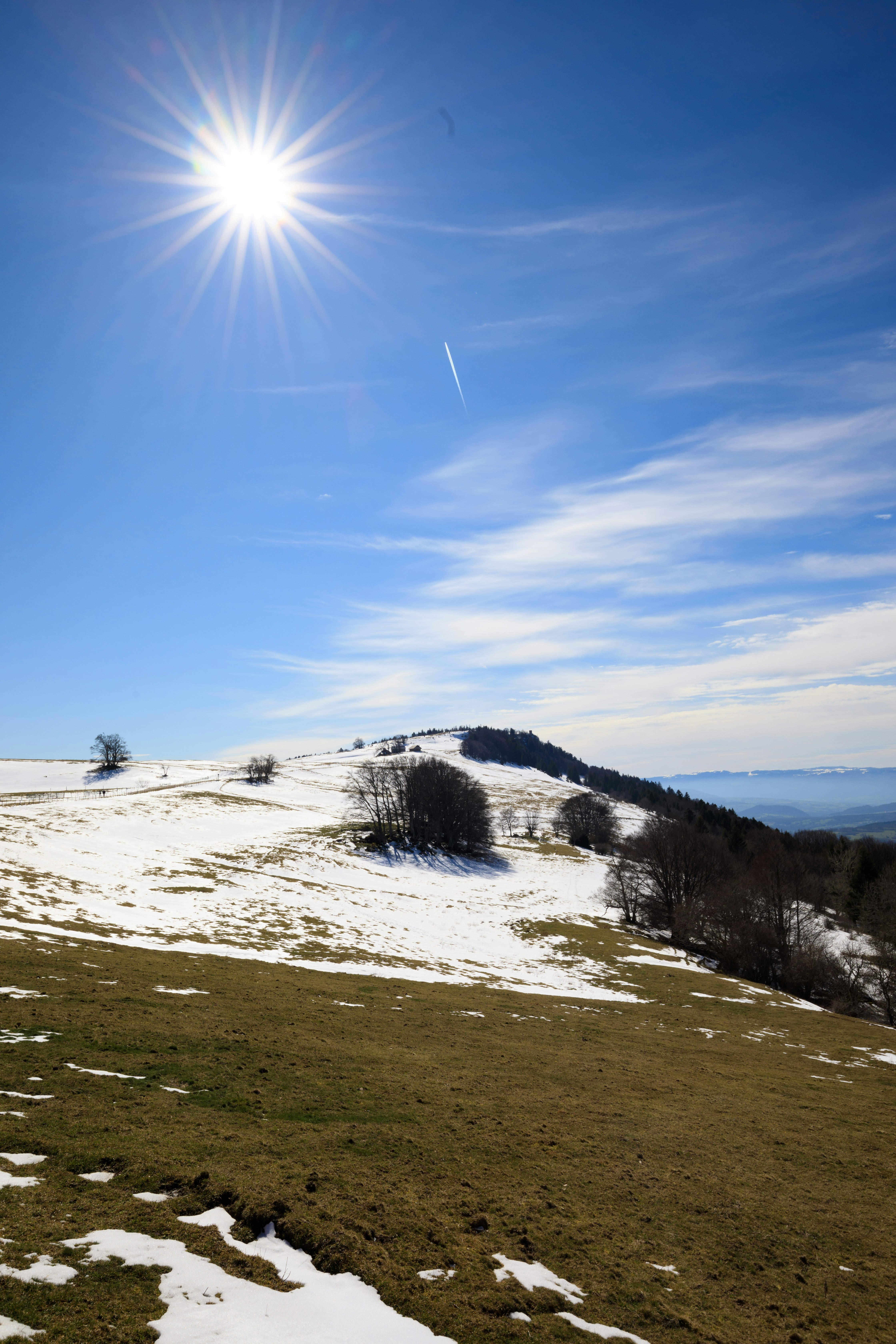 green trees on white snow covered ground under blue sky during daytime