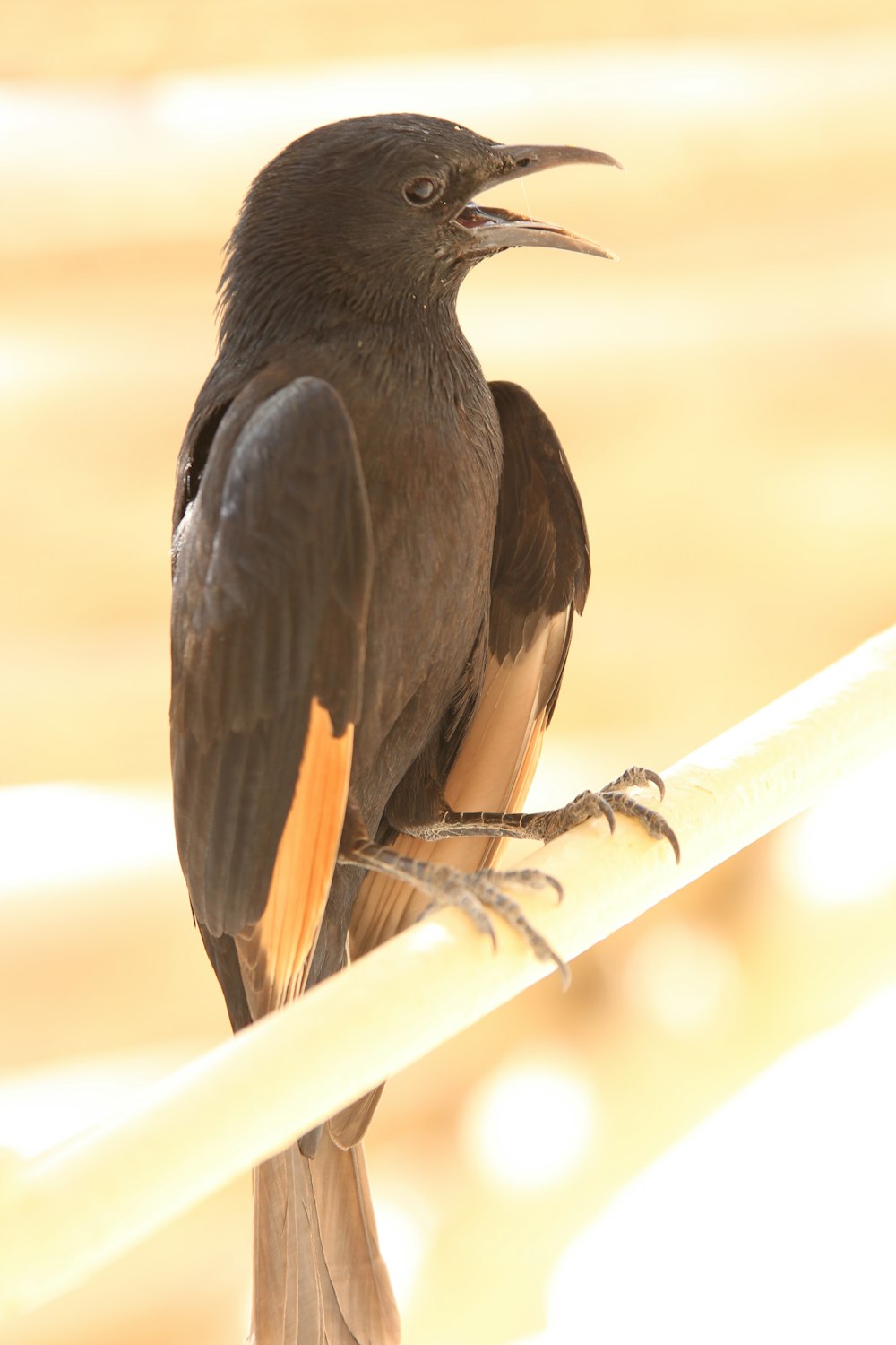 black bird on brown wooden stick
