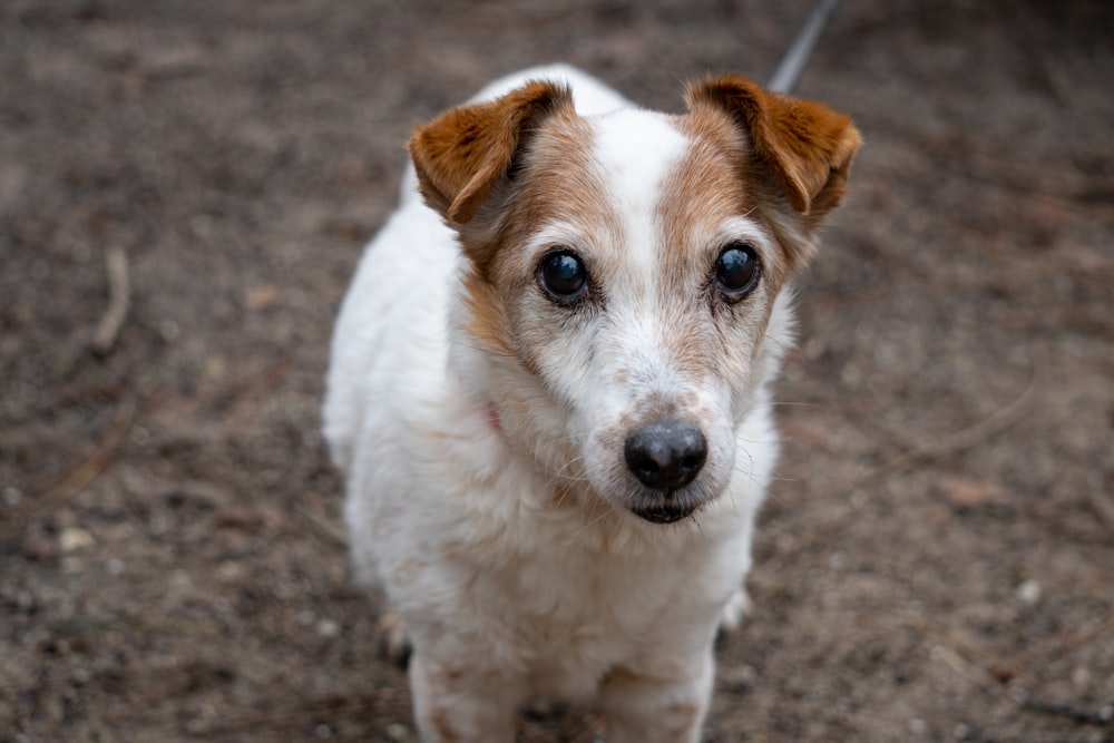 white and brown short coated dog