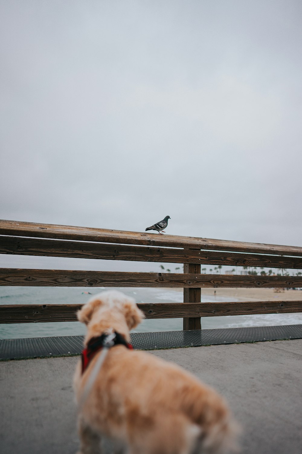 2 black and white birds on brown wooden dock during daytime