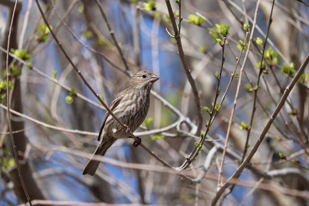 brown bird on tree branch during daytime