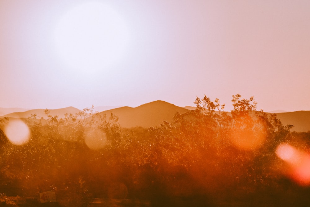 brown trees and mountains during sunset