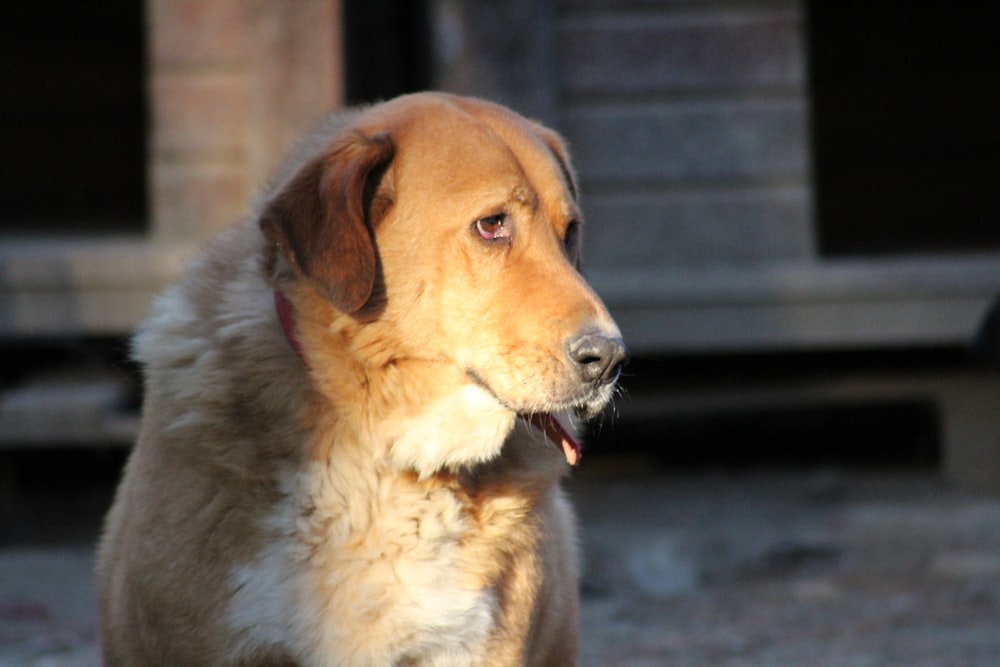 brown and white short coated dog