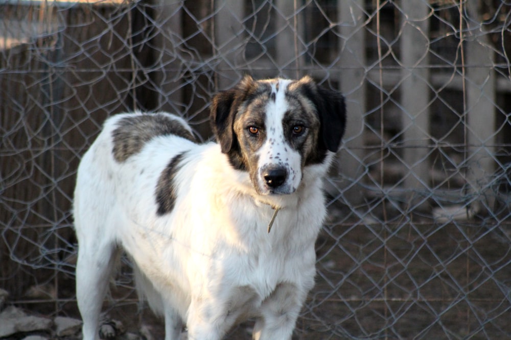 white and brown short coated dog standing on brown field during daytime