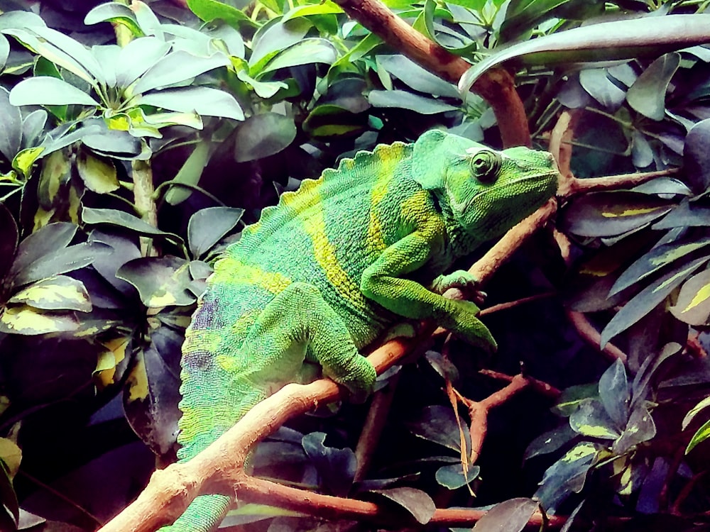 green chameleon on brown tree branch during daytime