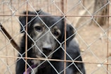A dog looking out through a secure fence with a hopeful expression.