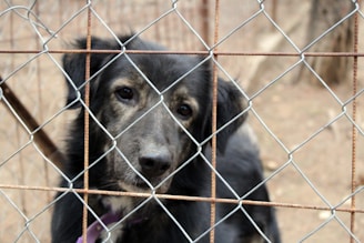 A black and gray dog looks wistfully through a chain-link fence. The background consists of blurred brownish shades, suggesting an outdoor setting. The dog's eyes convey a sense of longing or sadness.