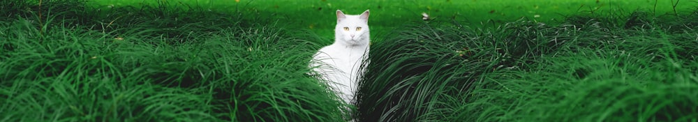 white cat on green grass