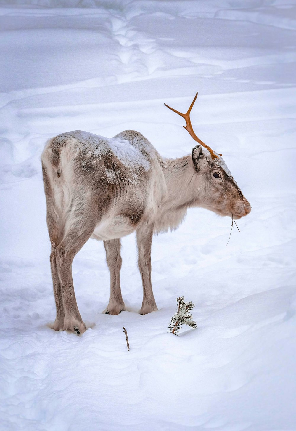 昼間は雪に覆われた地面に白鹿と茶色の鹿が