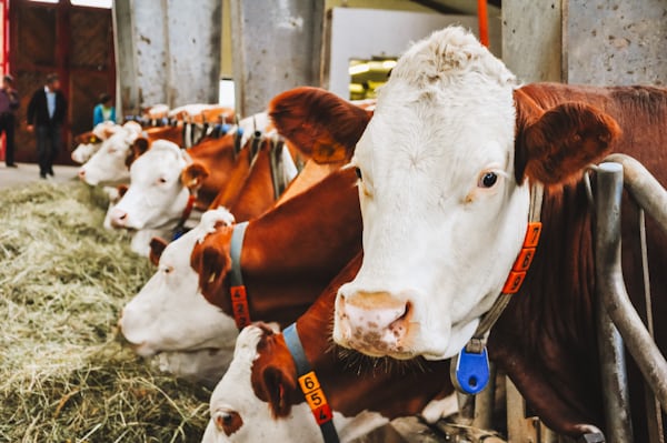 Kaasboerderij Gein Genoegen