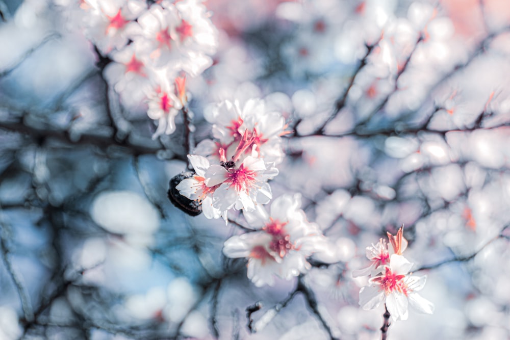 white and pink cherry blossom in close up photography