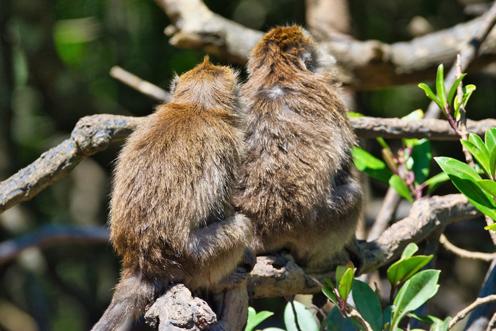 singe brun sur une branche d’arbre brune pendant la journée