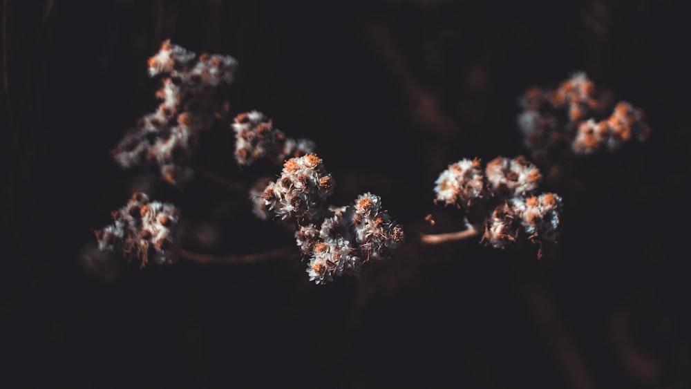 white flowers in tilt shift lens