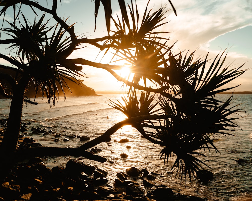 palm tree on beach shore during sunset