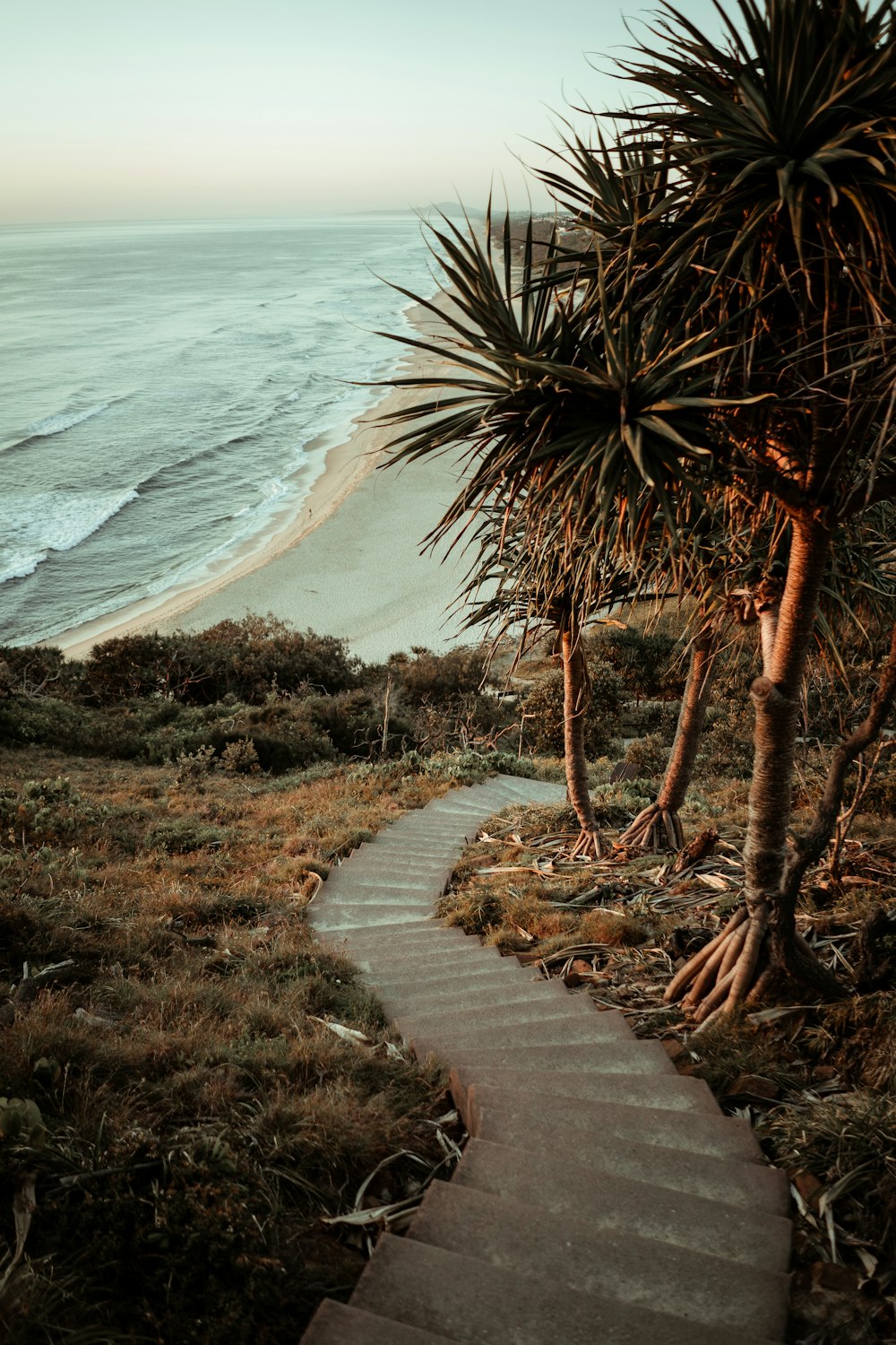 green palm tree near sea during daytime