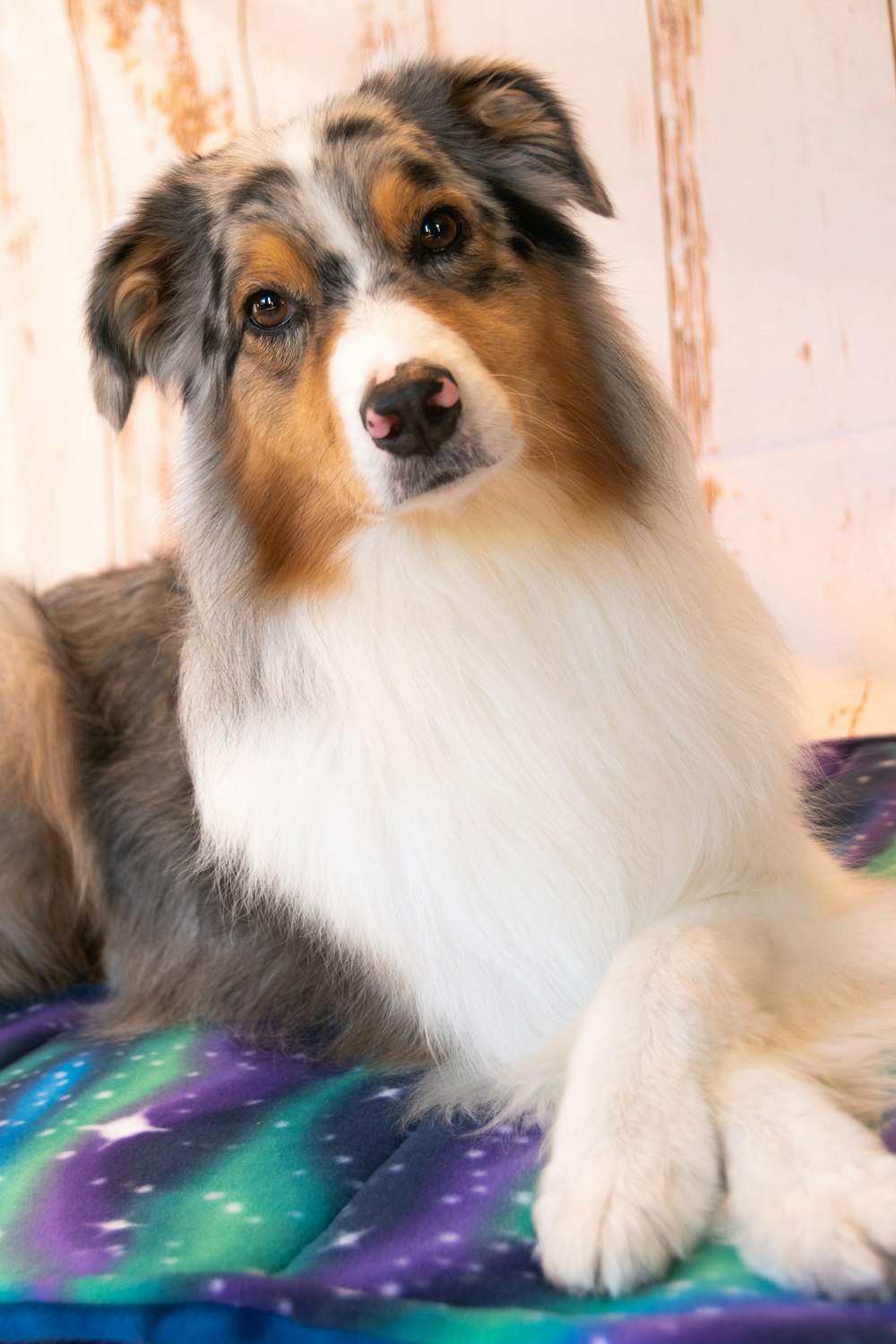 a brown and white dog laying on top of a blanket