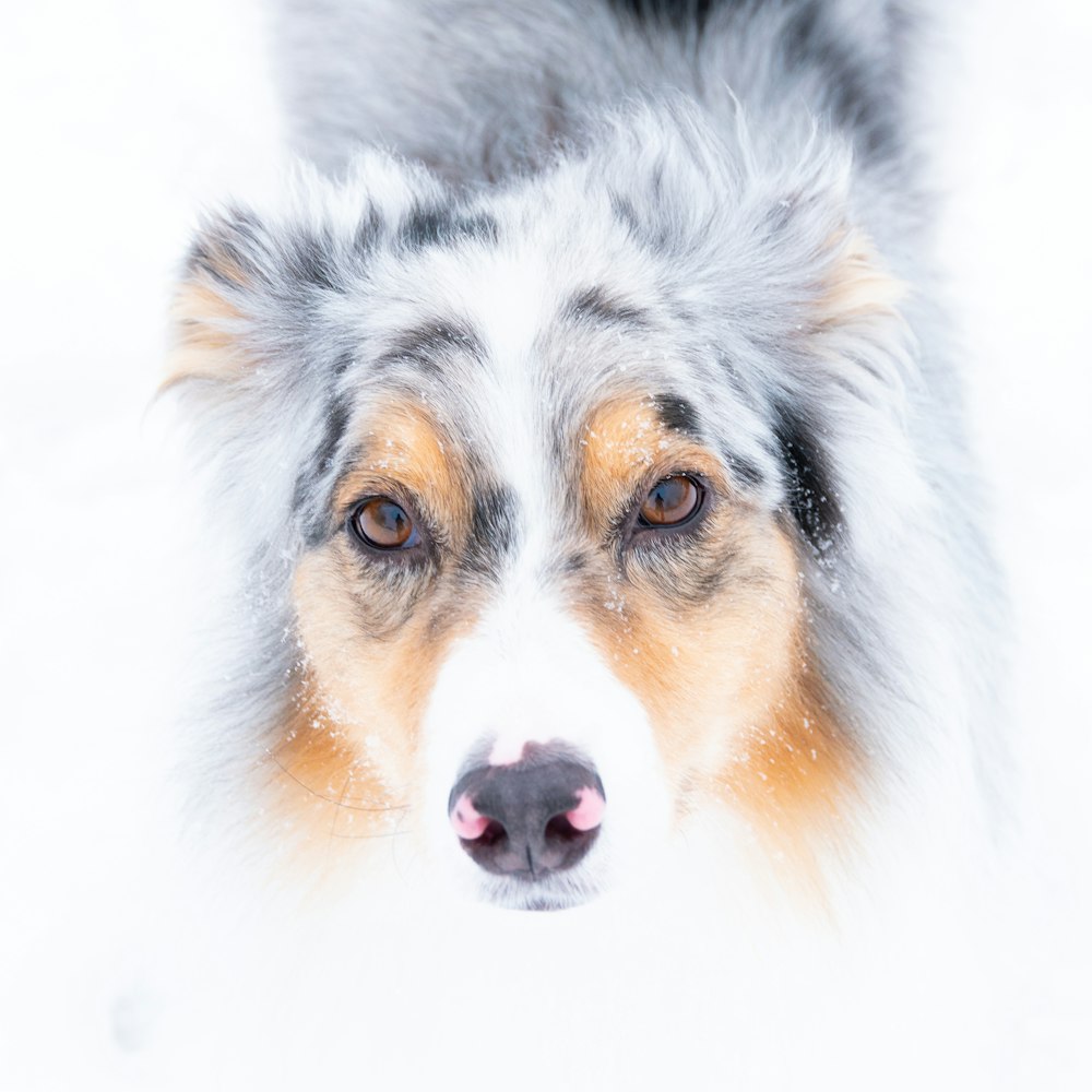 white brown and black long coated dog