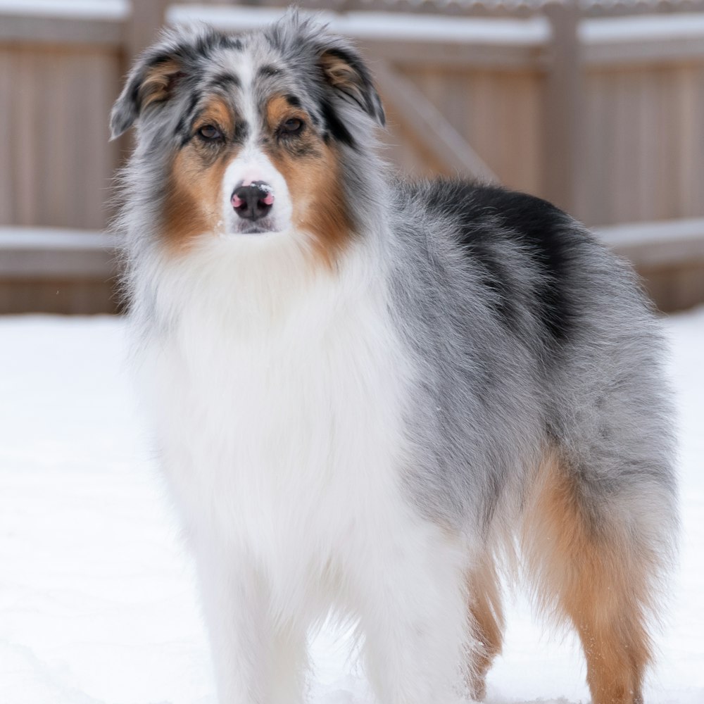 white black and brown long coated dog