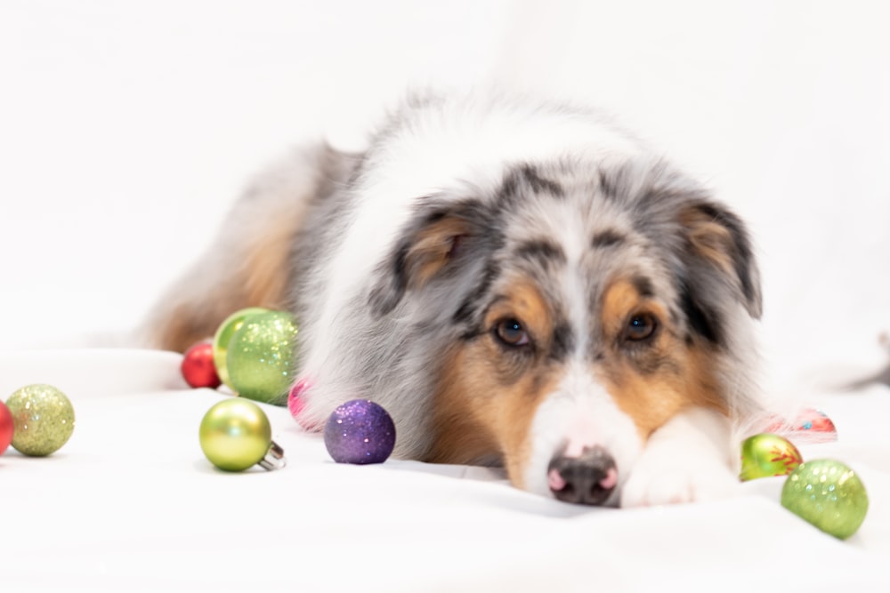 white brown and black long coated dog lying on white textile