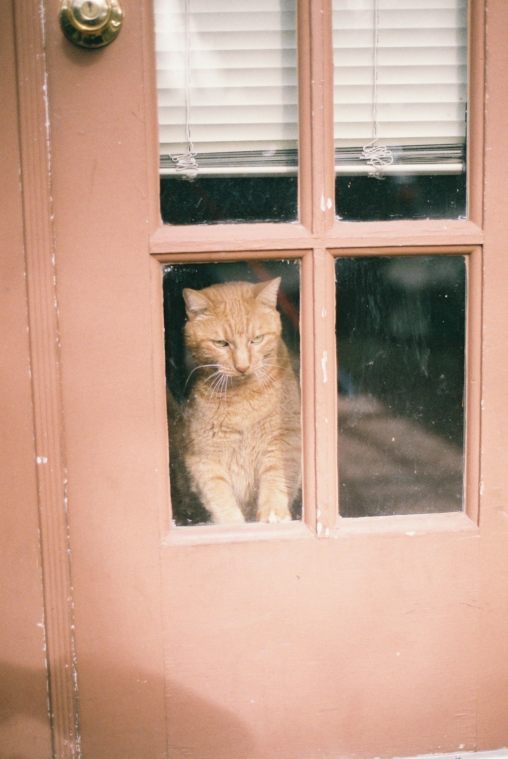 chat tigré orange sur la fenêtre