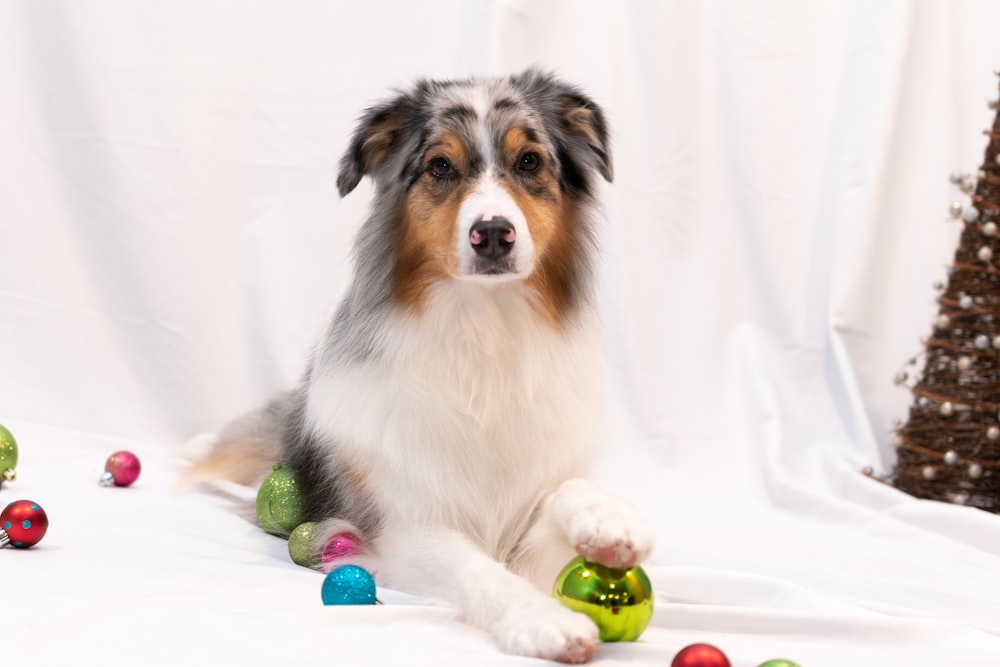 white brown and black long coated dog