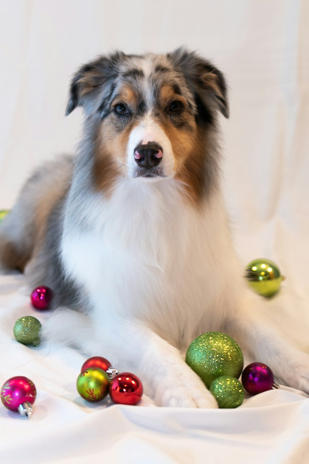 white brown and black long coated dog